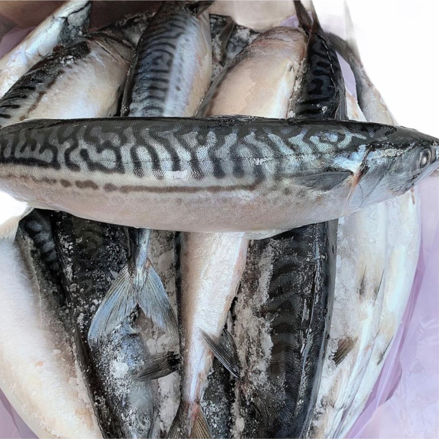 Carton of Frozen Mackerel Titus Fish 5Kg